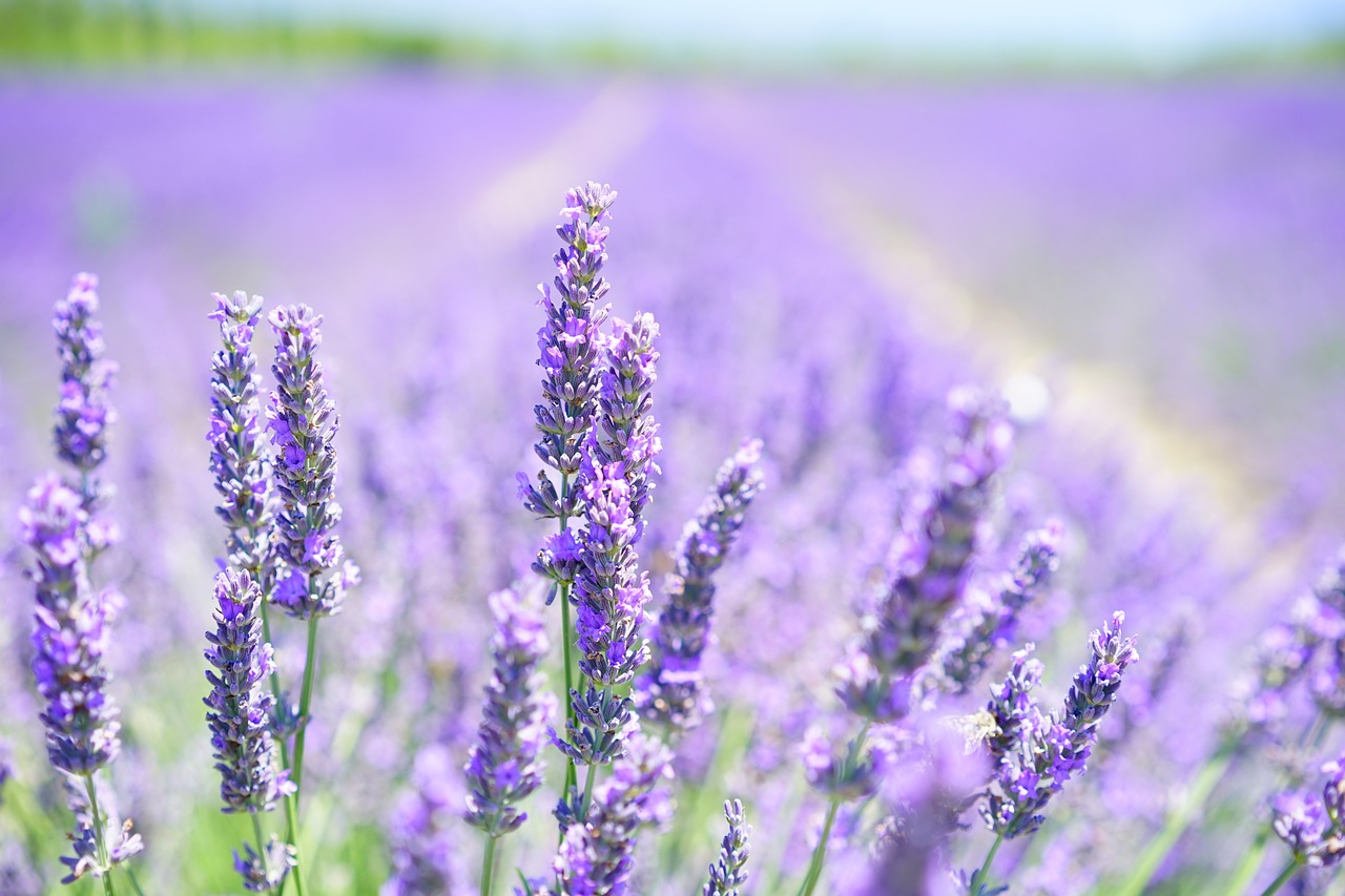 Crafting with Dried Lavender: Sachets, Wreaths, and More